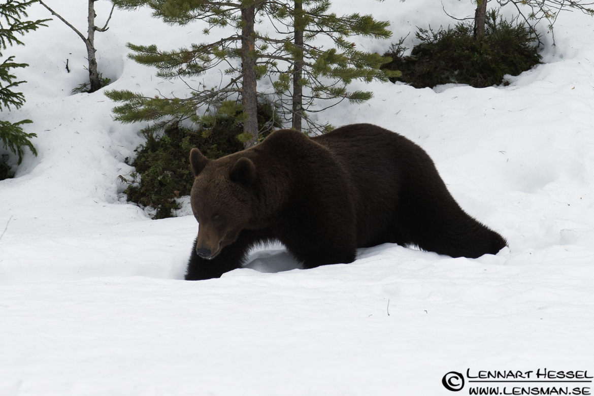 Brown Bear in Finland