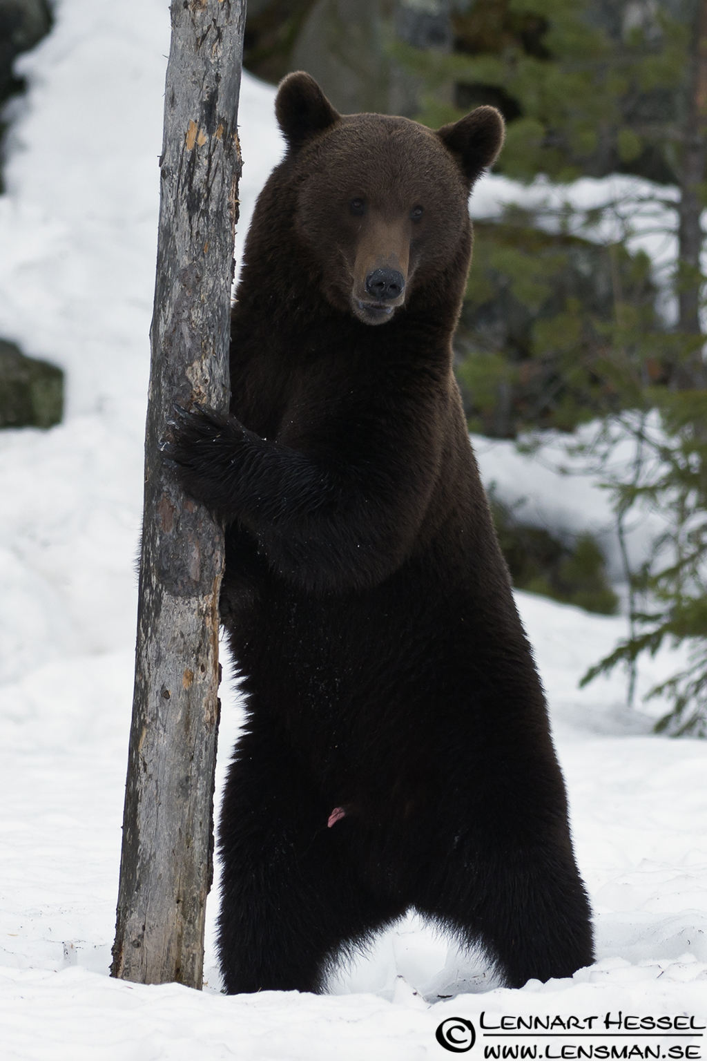 120427 Brown Bear aroused??? Brown Bear in Finland