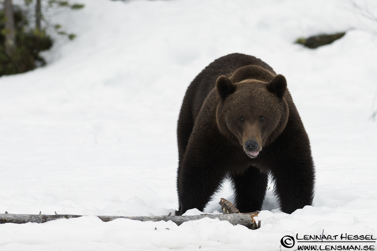 120427 Brown Bear sniffing Brown Bear in Finland