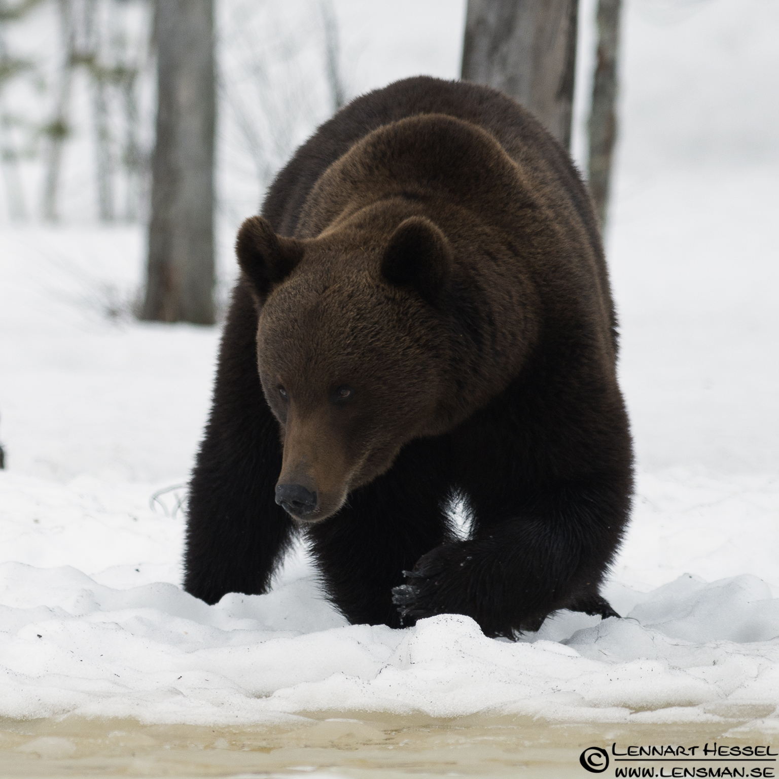 120427 Brown Bear Brown Bear in Finland