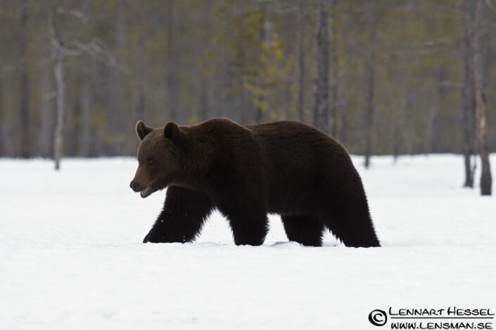 120427 Brown Bear walking Brown Bear in Finland