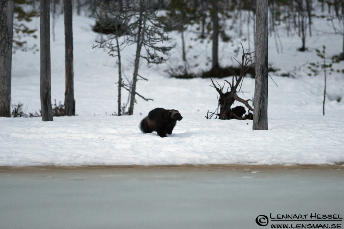 Wolverine in Finland