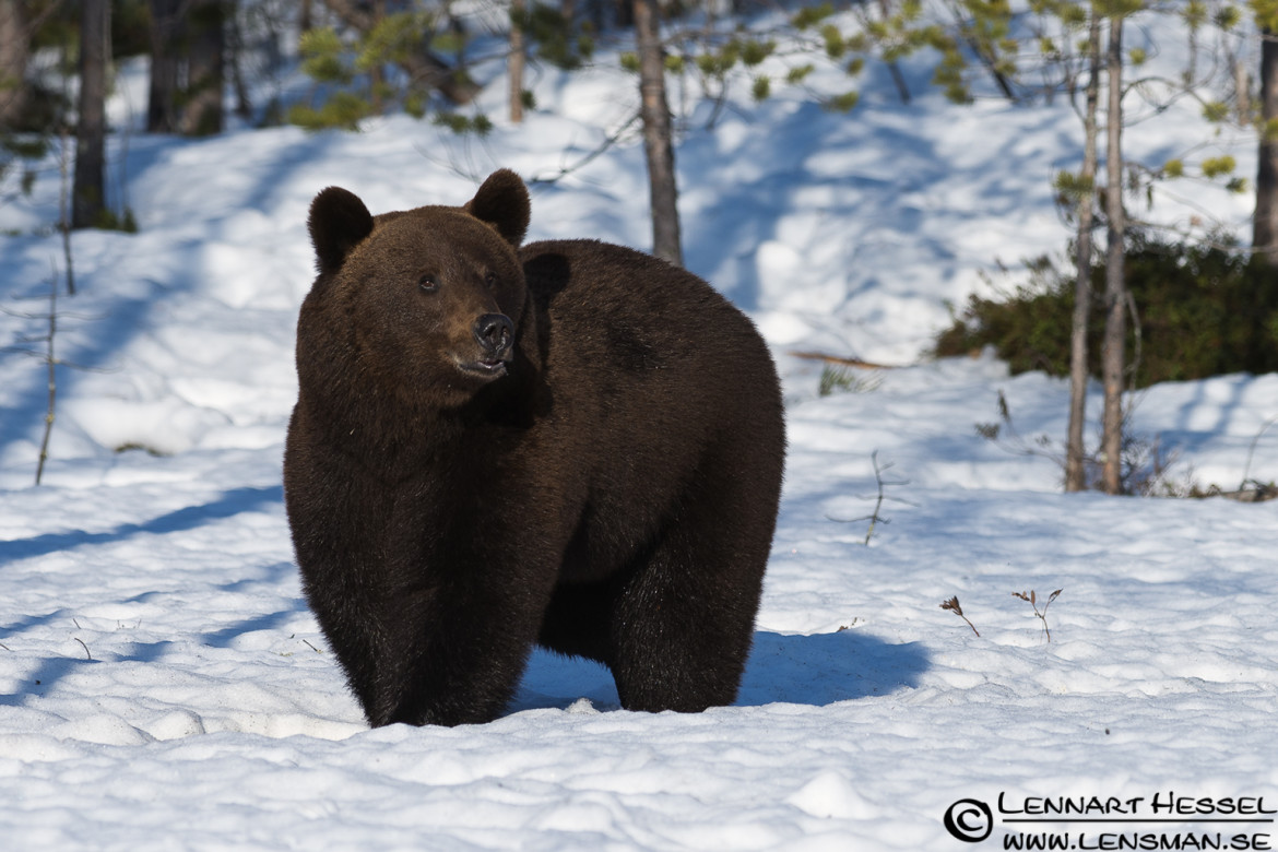 Brown Bear in Finland
