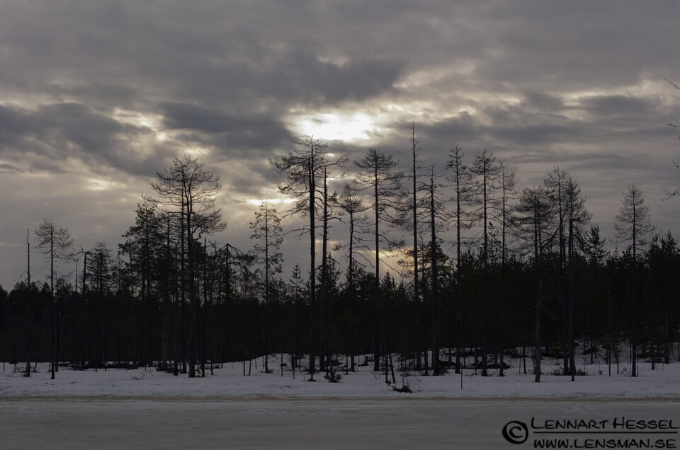 Morning view in Finland
