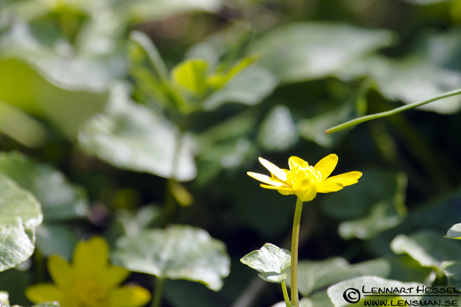 120501 Creeping Buttercup Creeping Buttercup at Säveån, Gothenburg spring