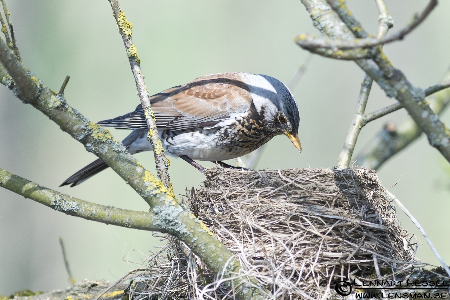 120501 Fieldfare checking the nest Fieldfare at Säveån, Gothenburg spring