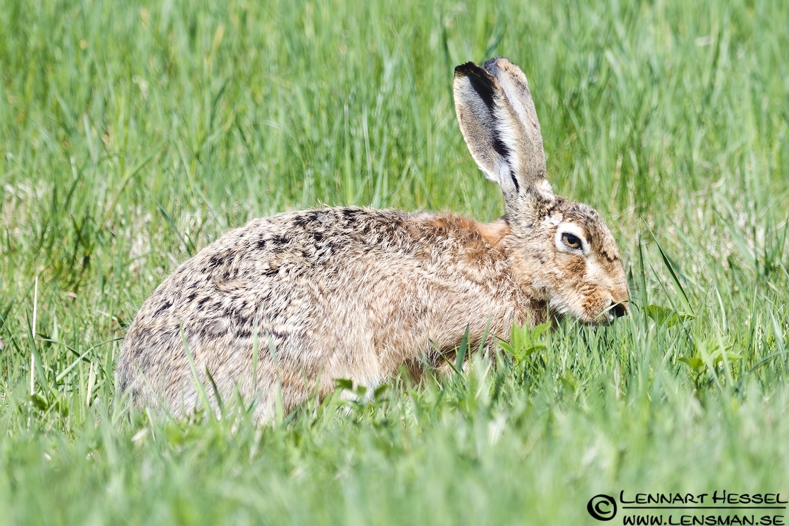 120501 European Hare European Hare at Säveån, Gothenburg spring