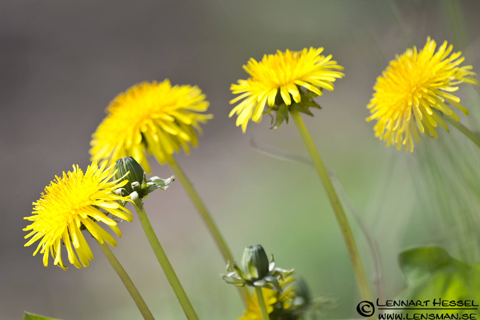 120501 Dandelion Dandelion at Säveån, Gothenburg spring