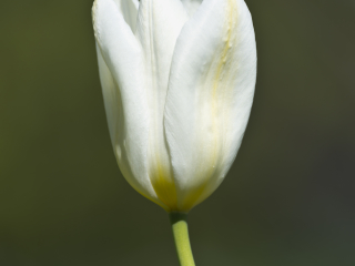 120506 Tulip Tulip in Örgryte lazy