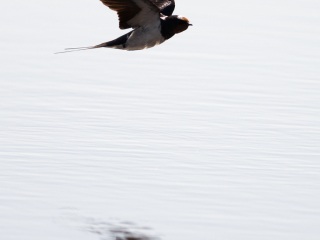120506 Barn Swallow Barn Swallow at Stora Amundön lazy