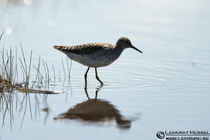 Common Redshank at Stora Amund&ouml;n lazy