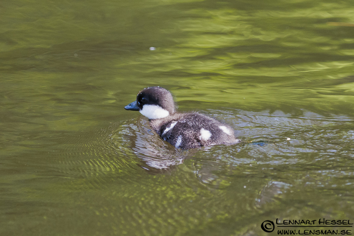 Common Goldeneye at Säveån, Gothenburg