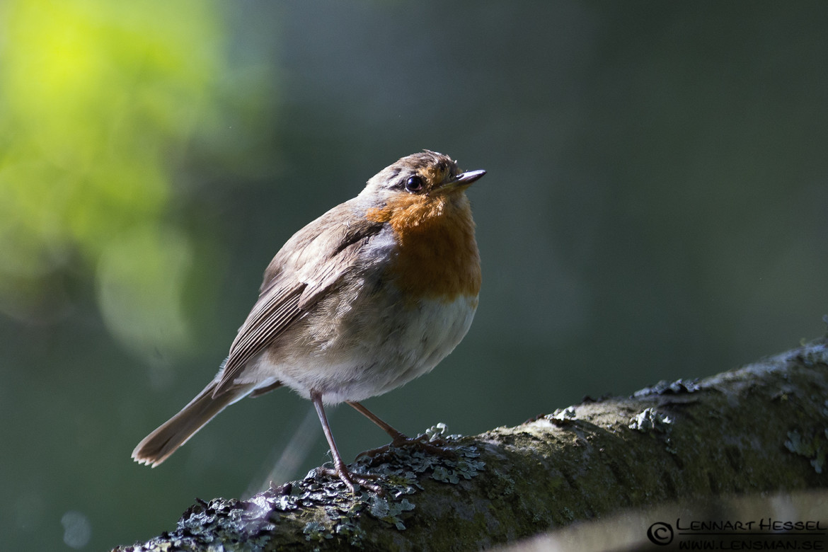 European Robin at Säveån, Gothenburg wild bird
