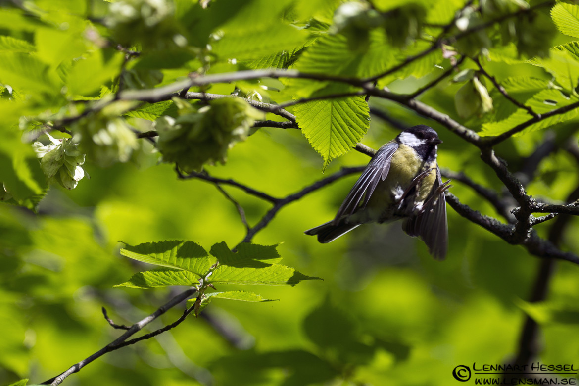 Great Tit at Säveån, Gothenburg