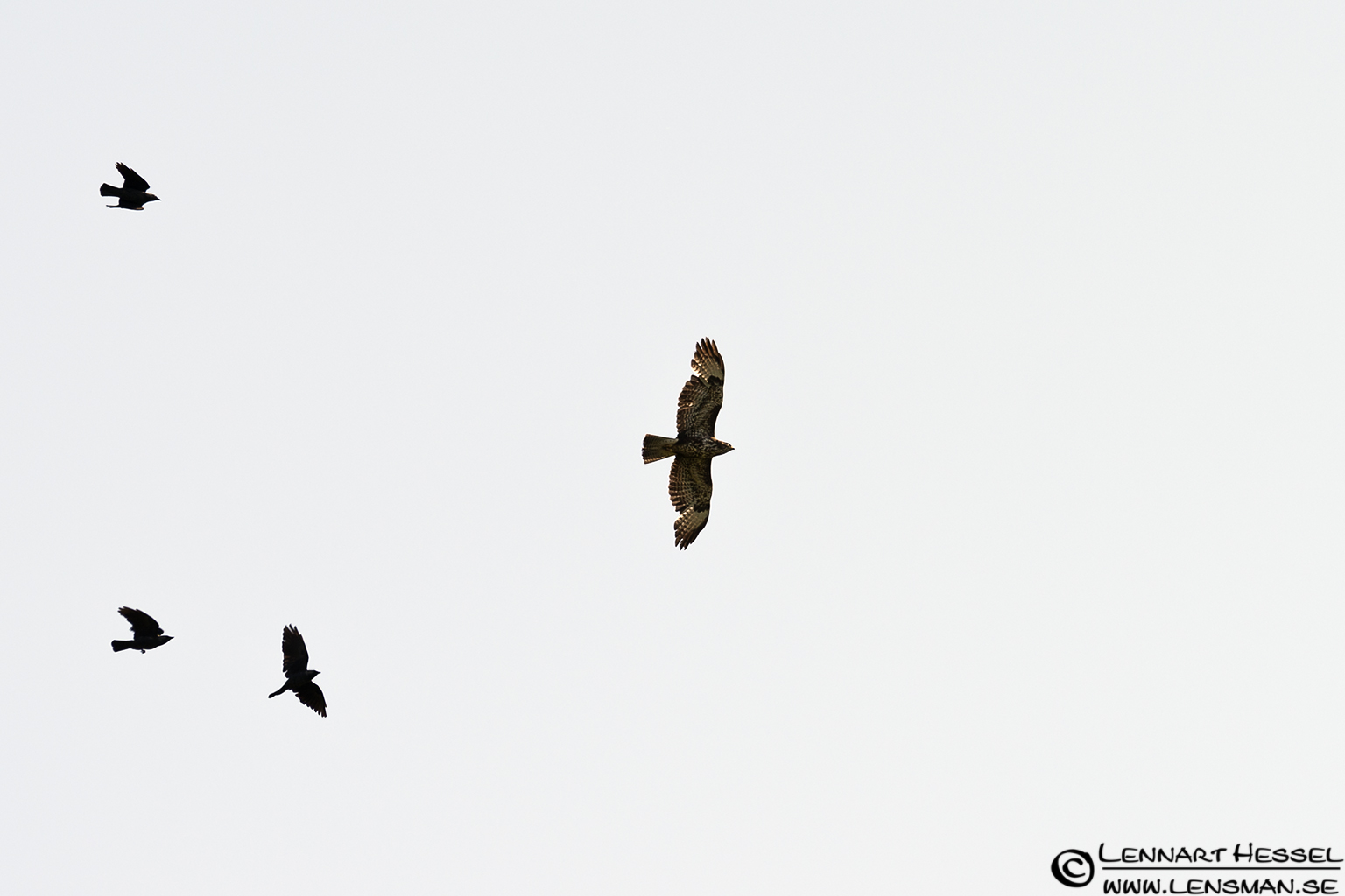 120527 Common Buzzard Common Buzzard at Hökällan, Gothenburg