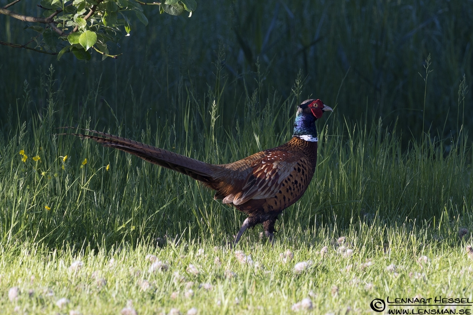 120527 Common Pheasant Common Pheasant at Säveån, Gothenburg