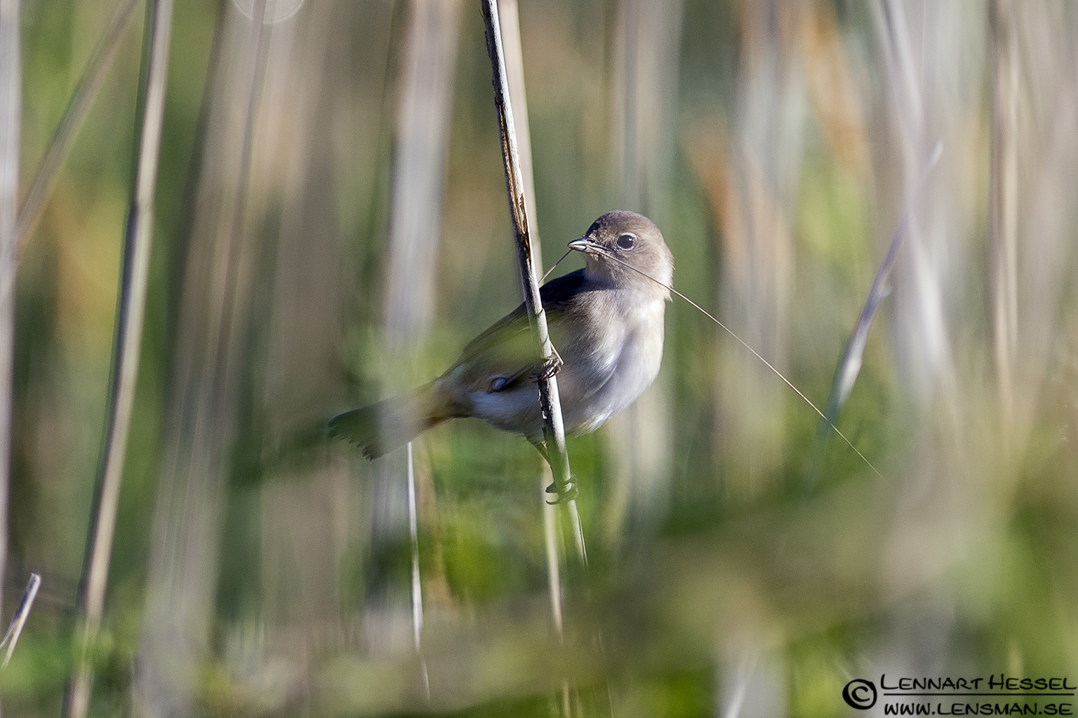 120527 Common Whitethroat Common Whitethroat at Säveån, Gothenburg
