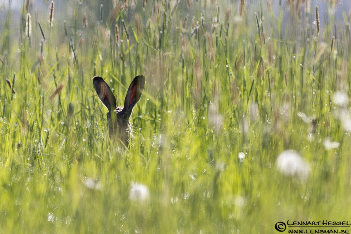 European Hare at Säveån, Gothenburg
