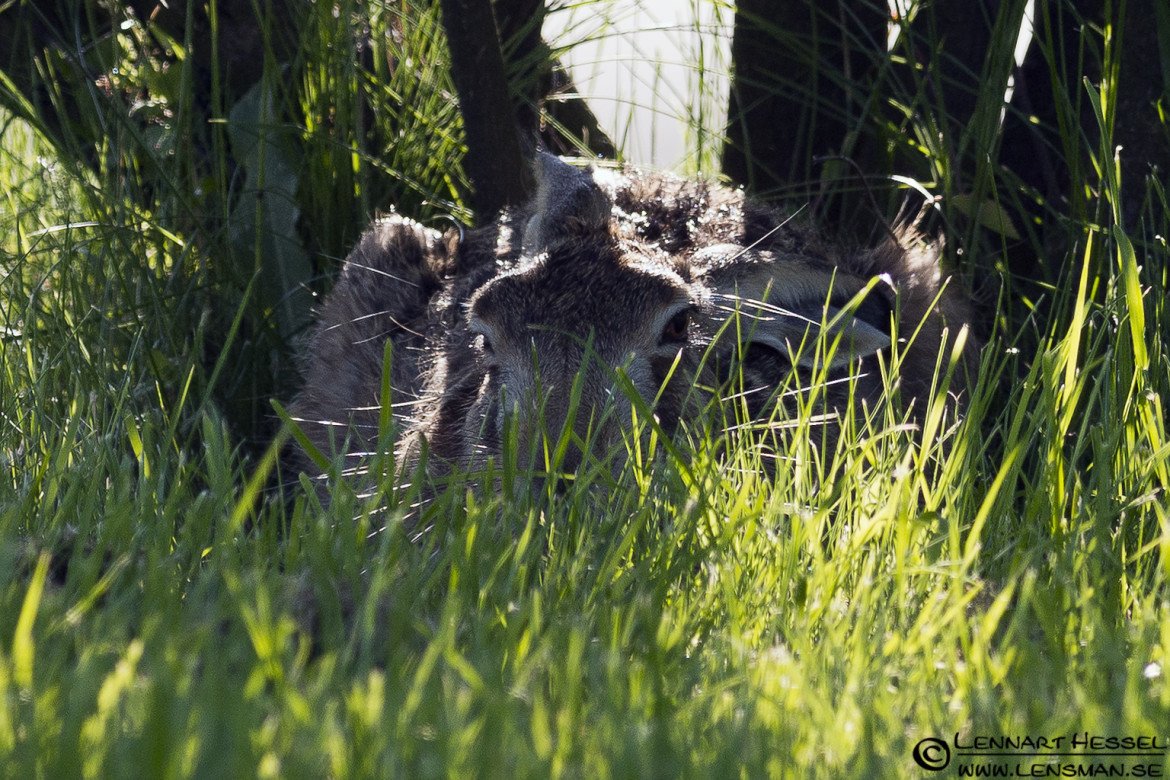 European Hare at Säveån, Gothenburg