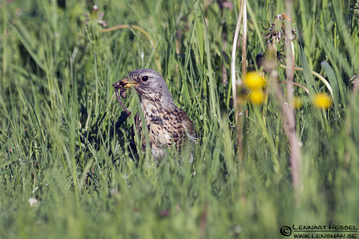 Fieldfare at Säveån, Gothenburg wild bird