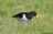Eurasian Oystercatcher at Säveån, Gothenburg