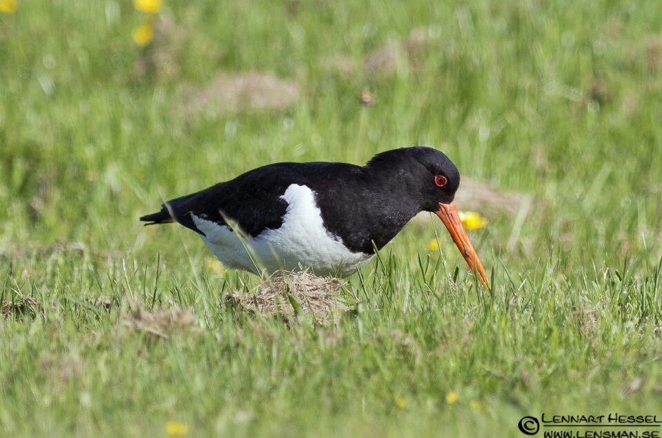 Eurasian Oystercatcher at Säveån, Gothenburg