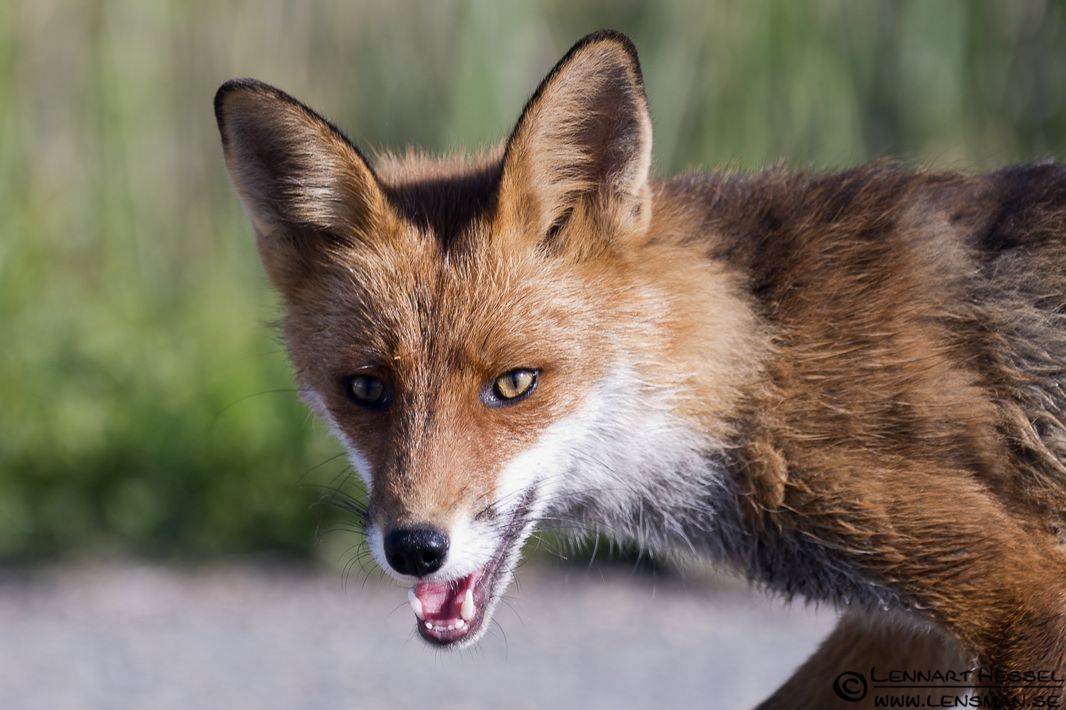 120527 Red Fox Red Fox at Säveån, Gothenburg