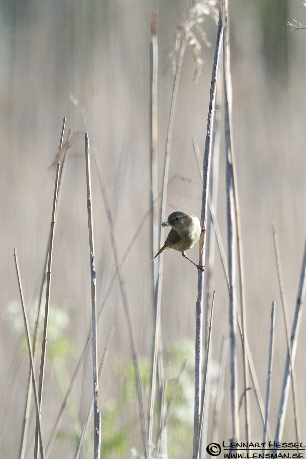 120527 Willow Warbler Willow Warbler at Säveån, Gothenburg