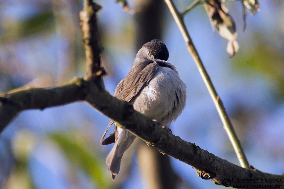 Blackcap at Säveån, Gothenburg week