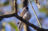 Blackcap at Säveån, Gothenburg