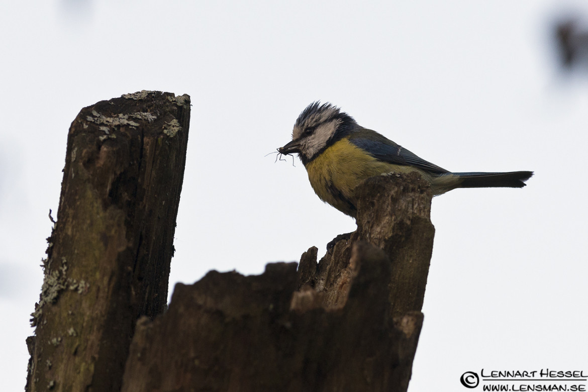European Blue Tit at Säveån, Gothenburg week