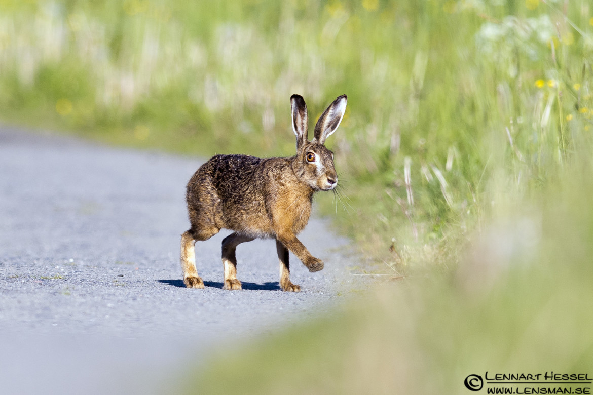 European Hare at Säveån, Gothenburg week
