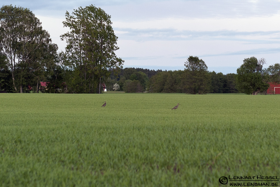 Eurasian Curlew at Nossebro