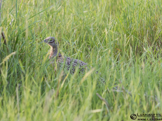 120609 Common Pheasant Common Pheasant in Hungary