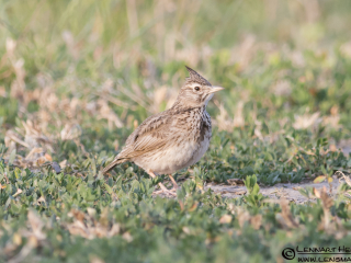 120609 Crested Lark Crested Lark in Hungary