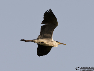 120609 Grey Heron in flight Grey Heron in Hungary