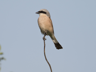 120609 Red-backed Shrike Red-backed Shrike in Hungary