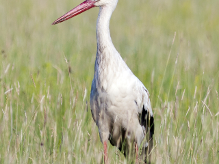 120609 White Stork White Stork in Hungary