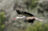 White Stork in Hungary