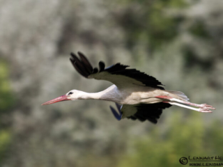 120609 White Stork in flight White Stork in Hungary