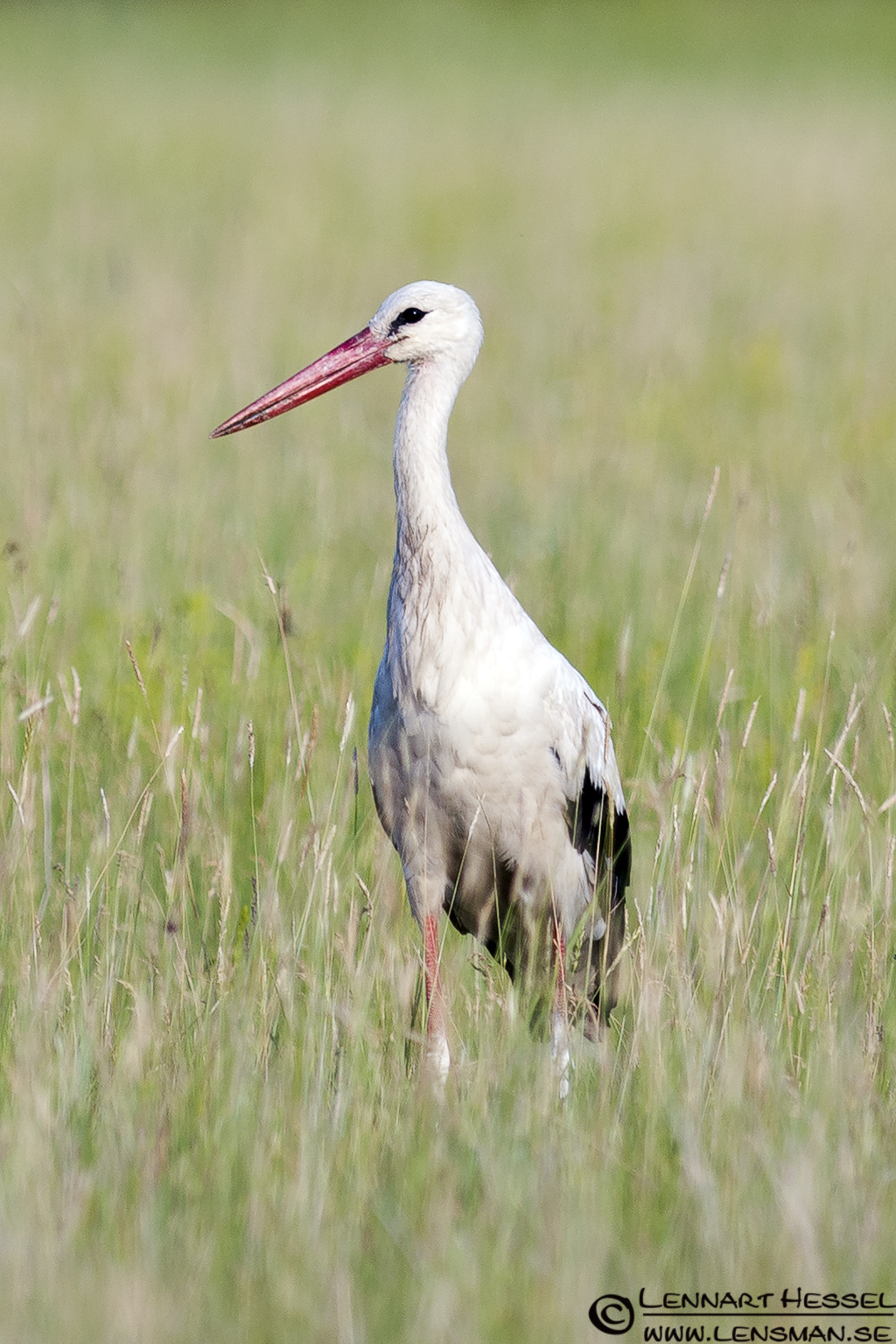 White Stork in Hungary