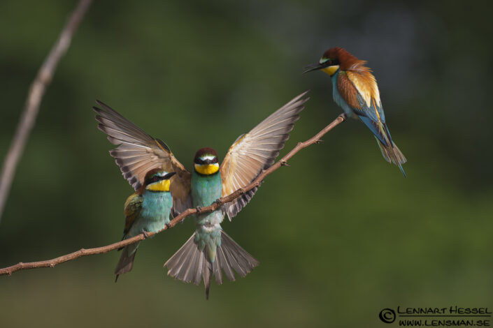European Bee-eater in Hungary