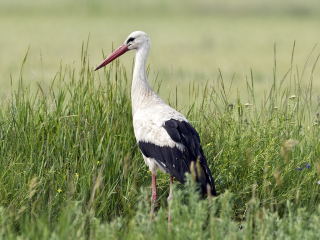 White Stork in Hungary