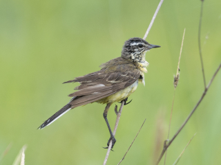 Yellow Wagtail in Hungary