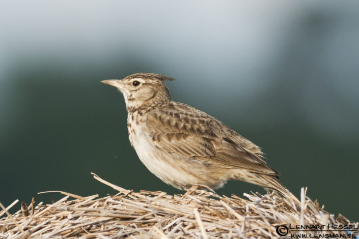 Crested Lark in Hungary