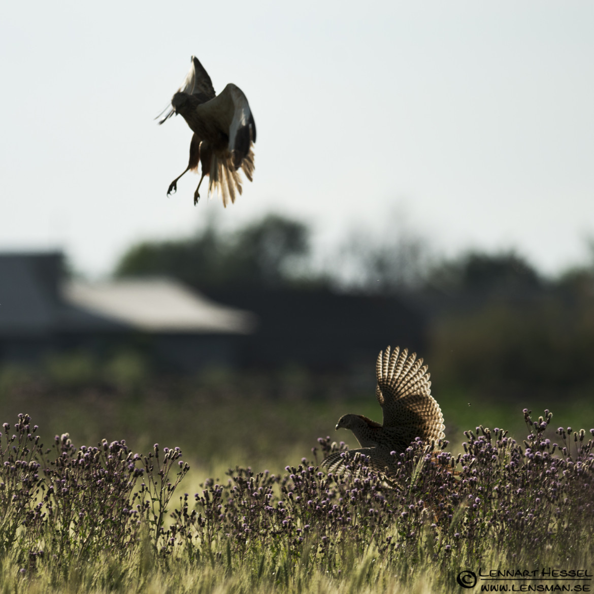 Marsh Harrier and Common Pheasant in Hungary, thunderstorm