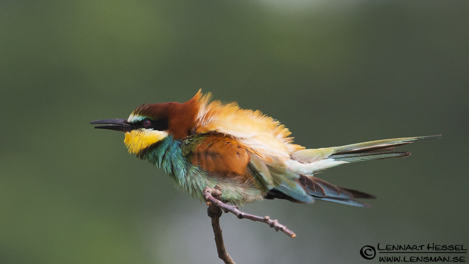 120612 European Bee-eater fluffy European Bee-eater in Hungary