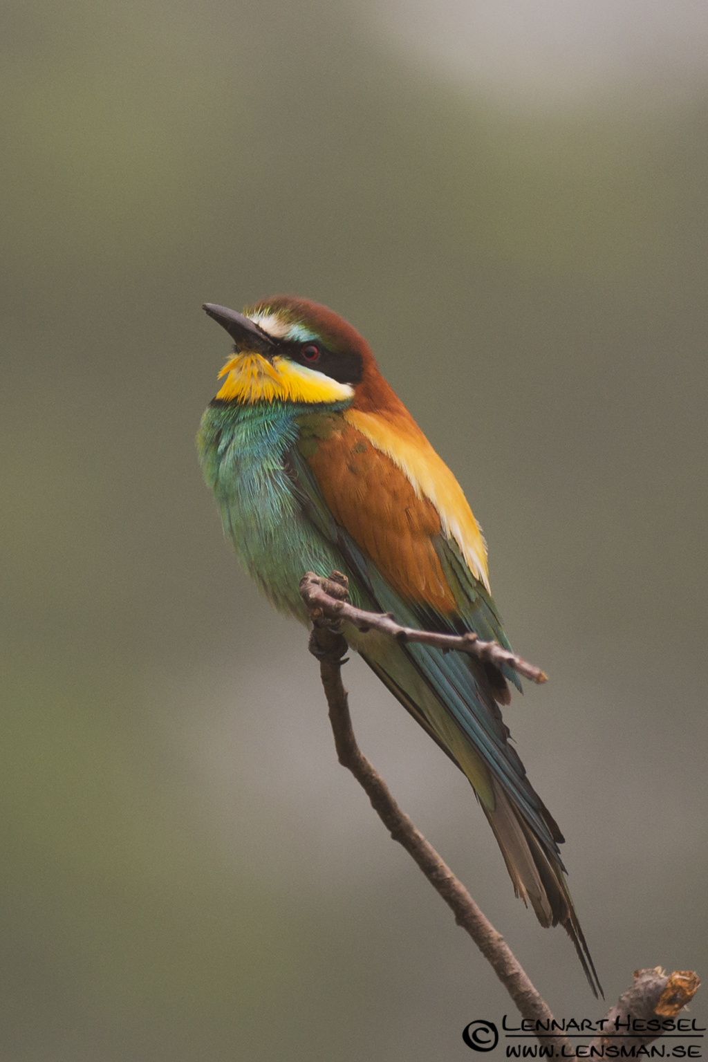120612 European Bee-eater in the fog European Bee-eater in Hungary