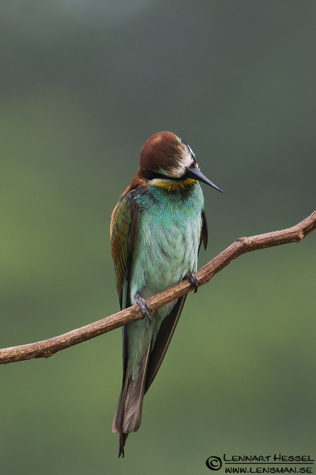 120612 European Bee-eater looking European Bee-eater in Hungary