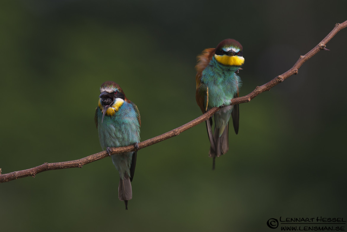 European Bee-eaters in Hungary, hoopoe